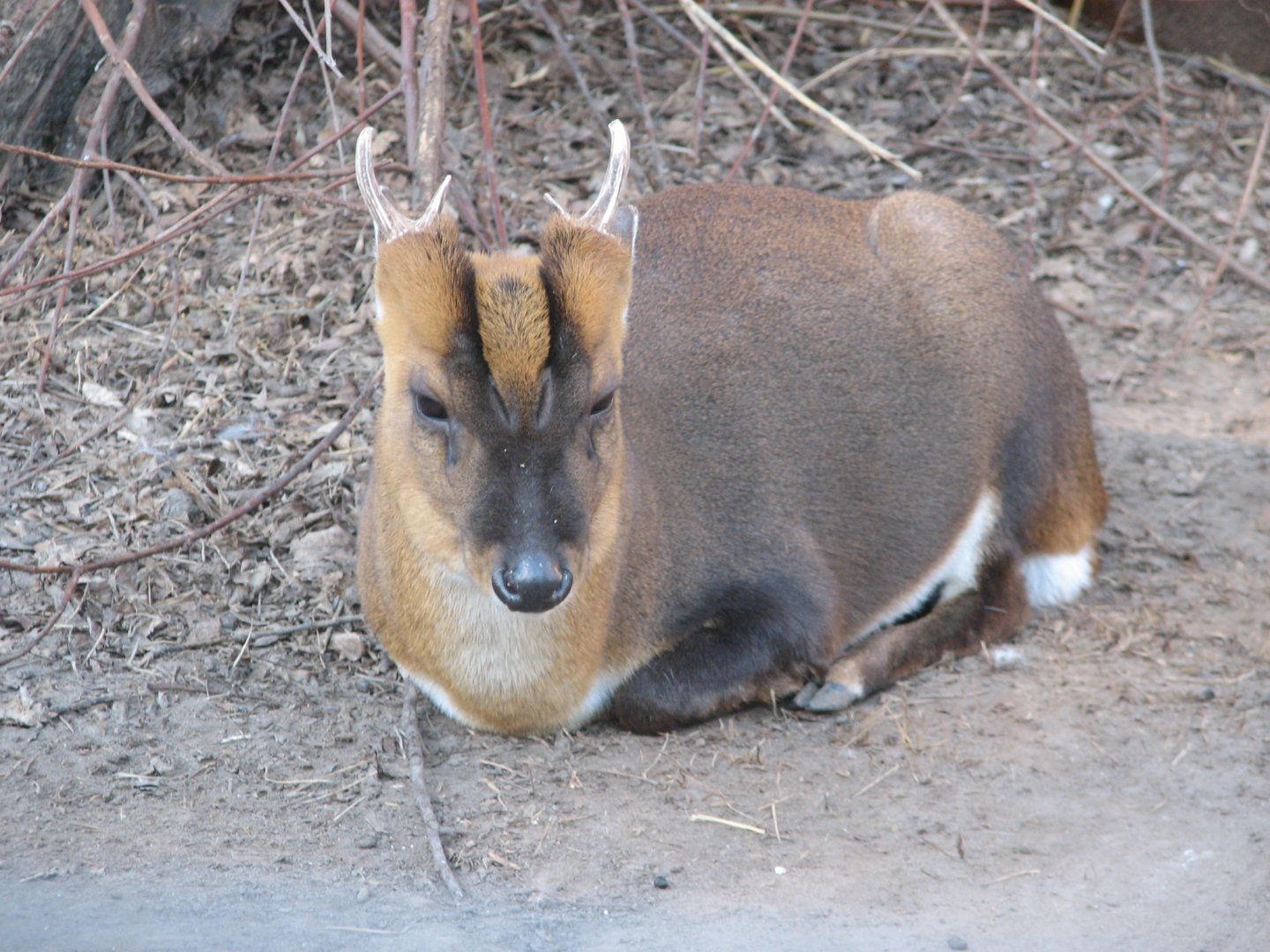 Reeves muntjac