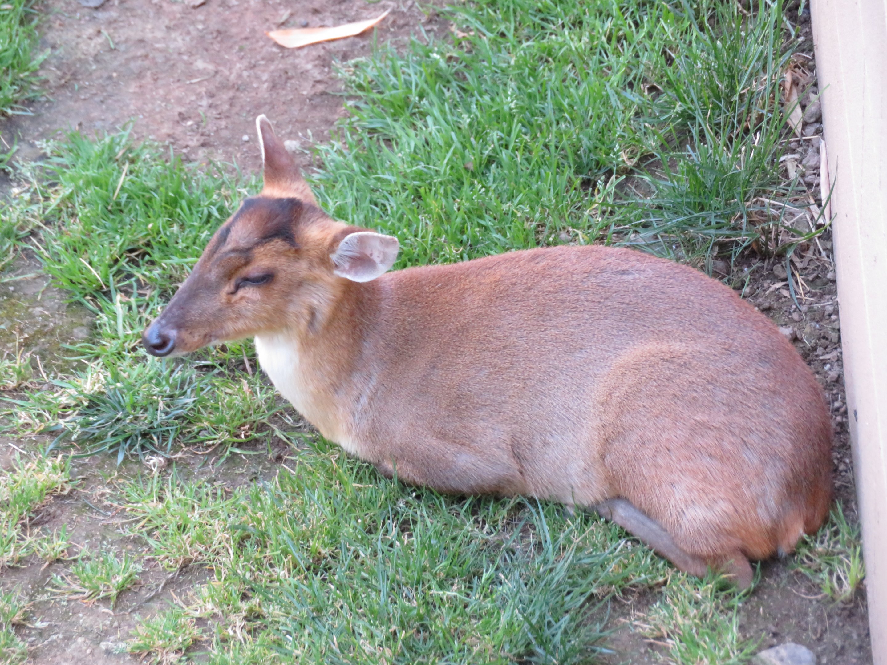Reeves' Muntjac