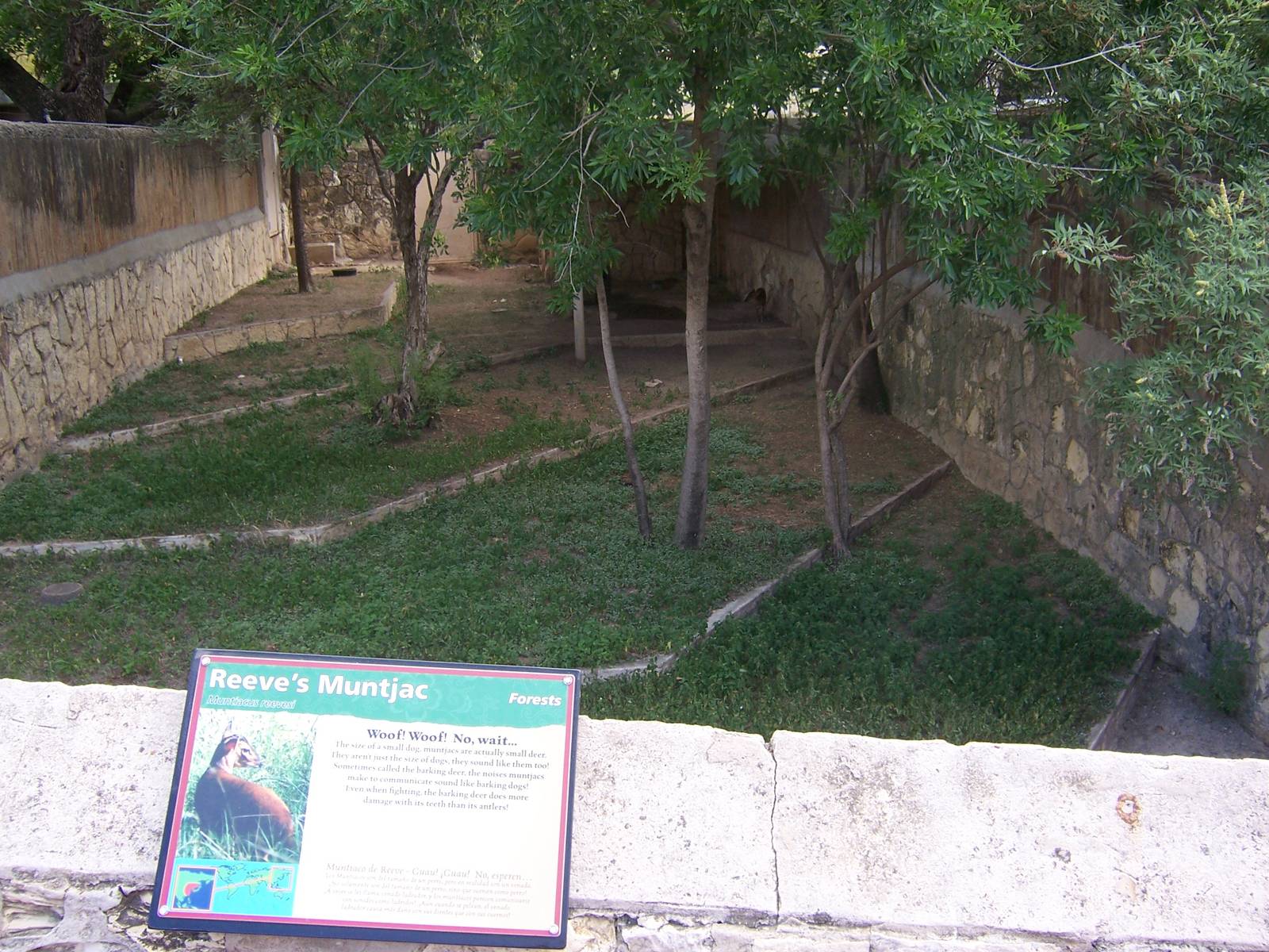 Reeve's Muntjac