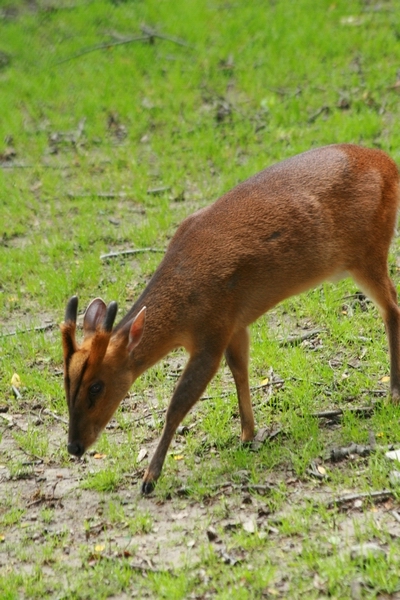 Reeve's muntjac