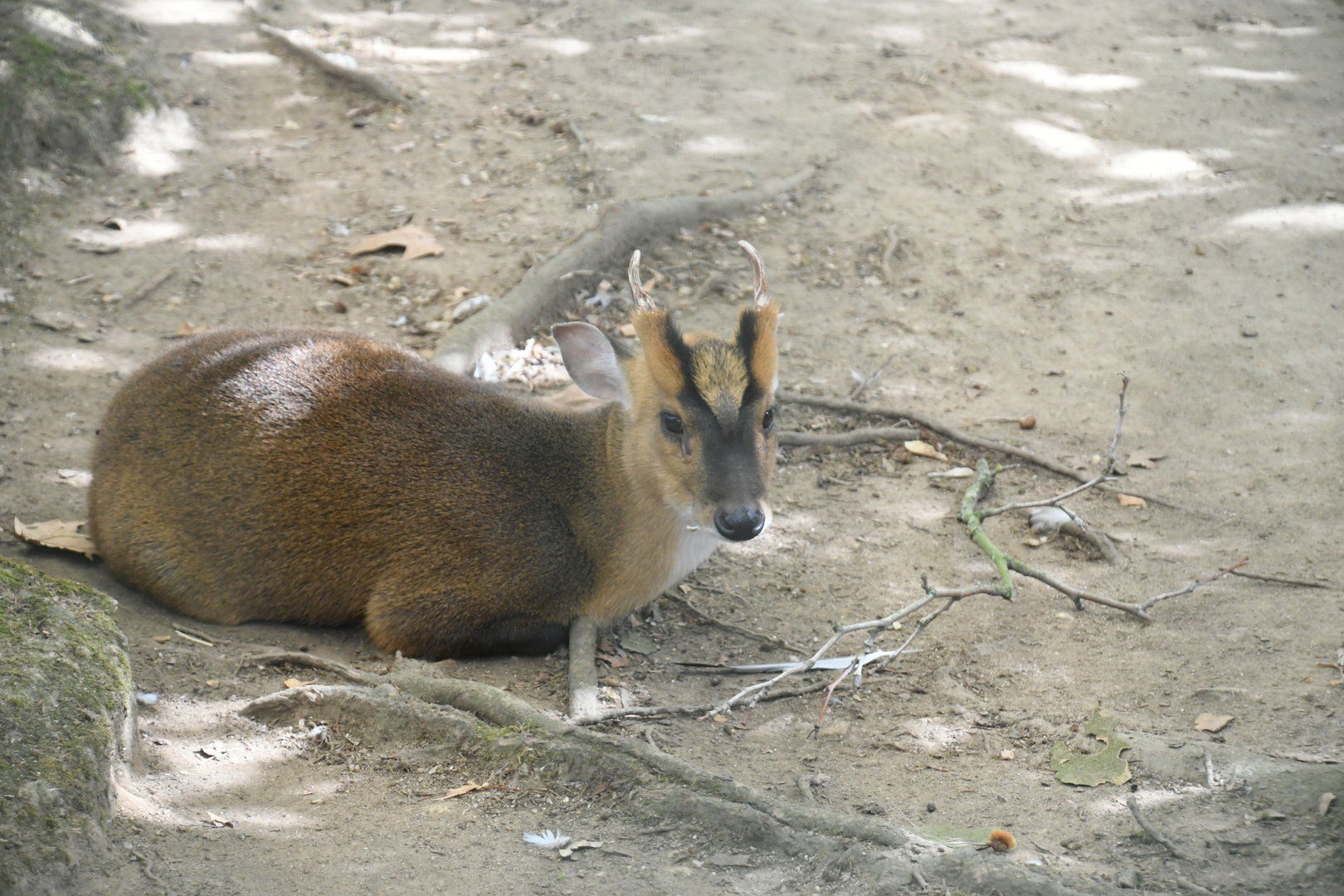 Reeves' Muntjac
