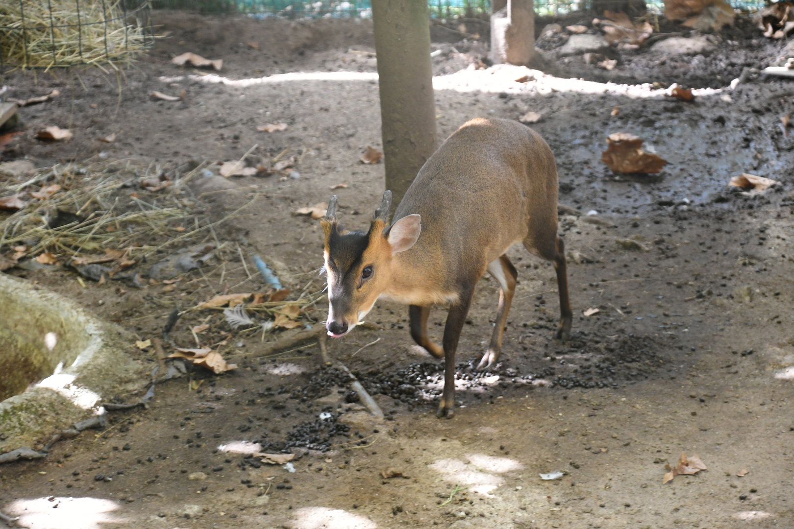 Reeves' Muntjac