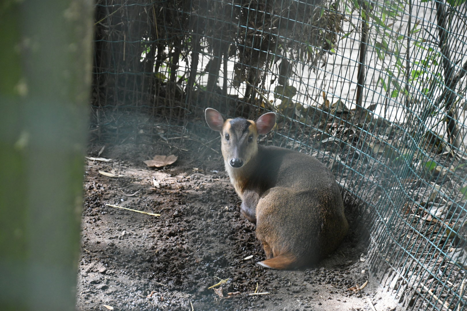 Reeves' Muntjac