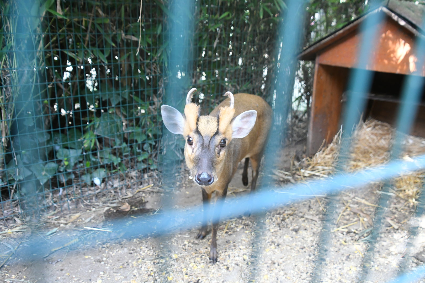 Reeves' Muntjac