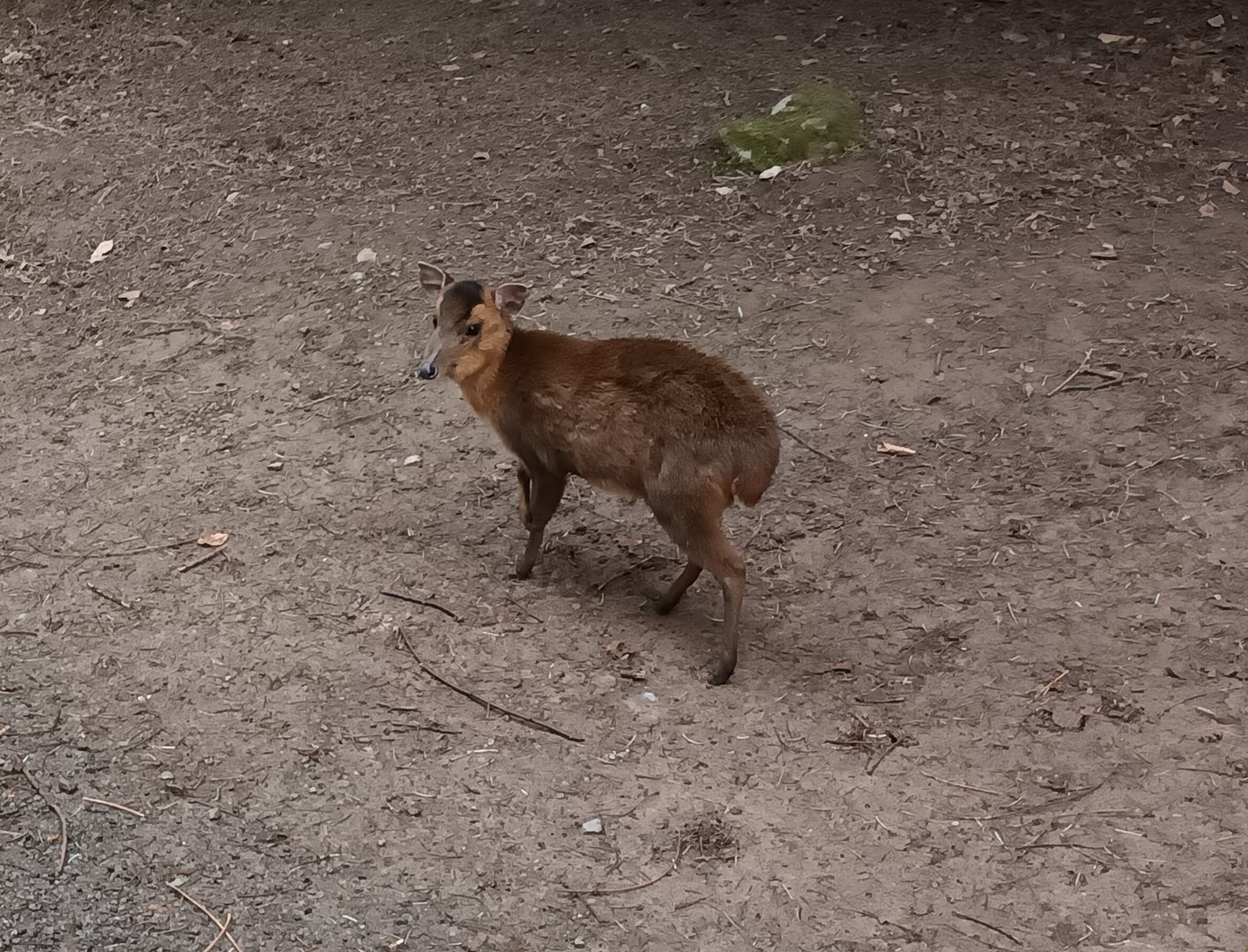 Reeves Muntjac