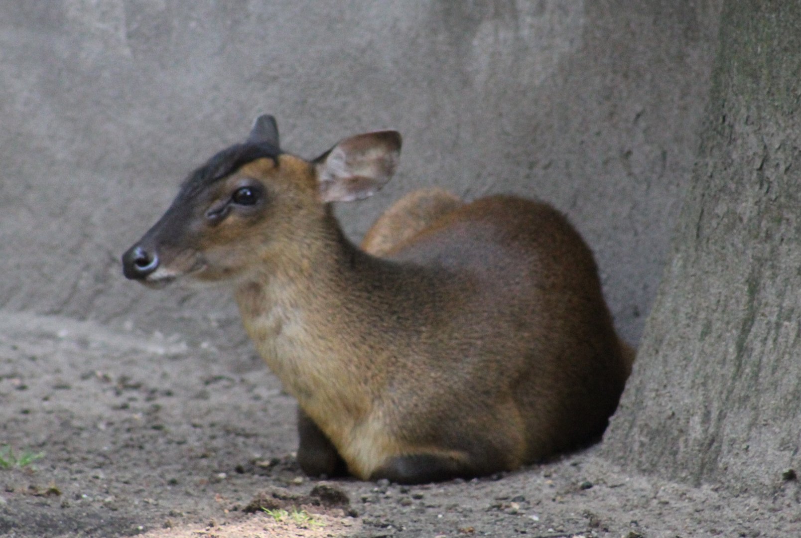 Reeve's muntjac