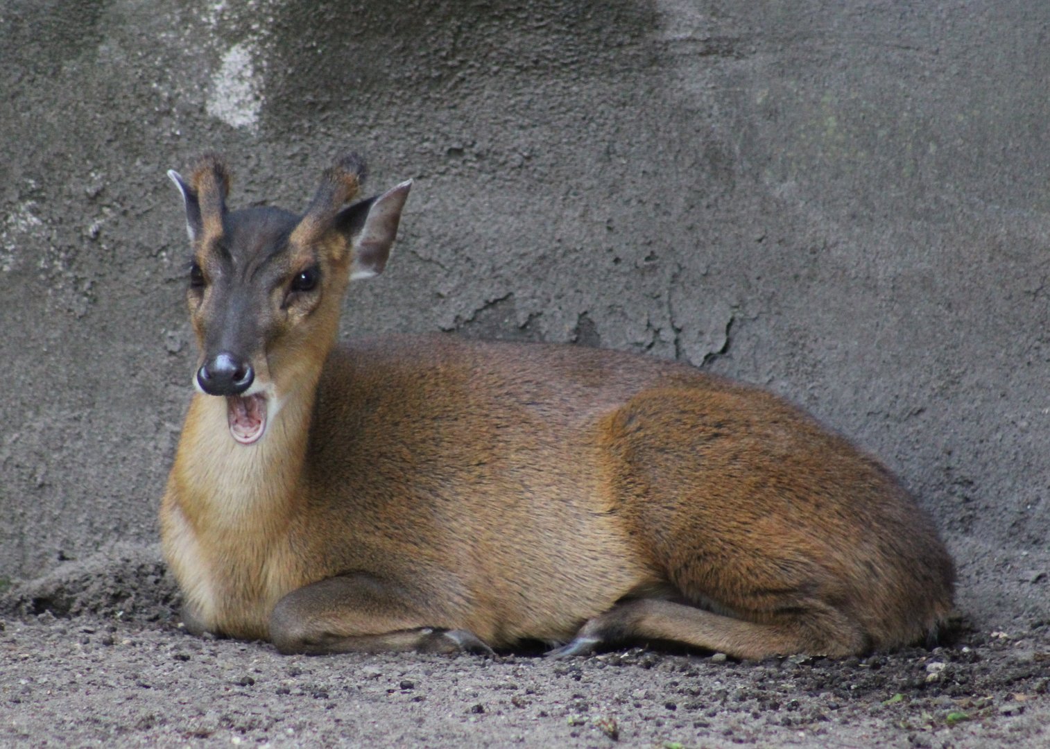 Reeve's muntjac