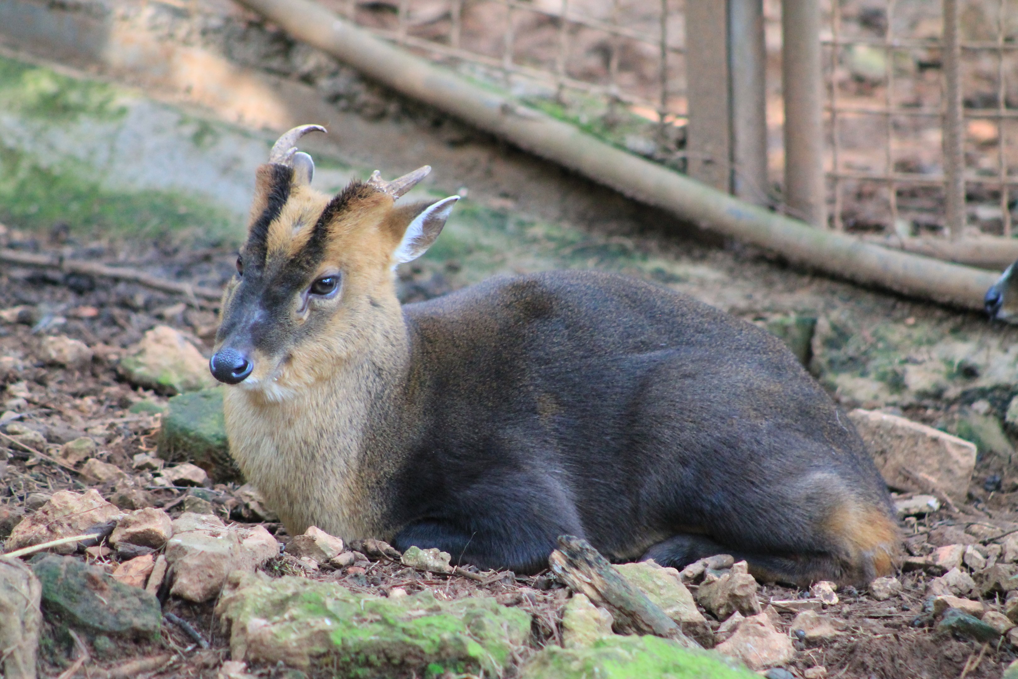 Reeves' Muntjac