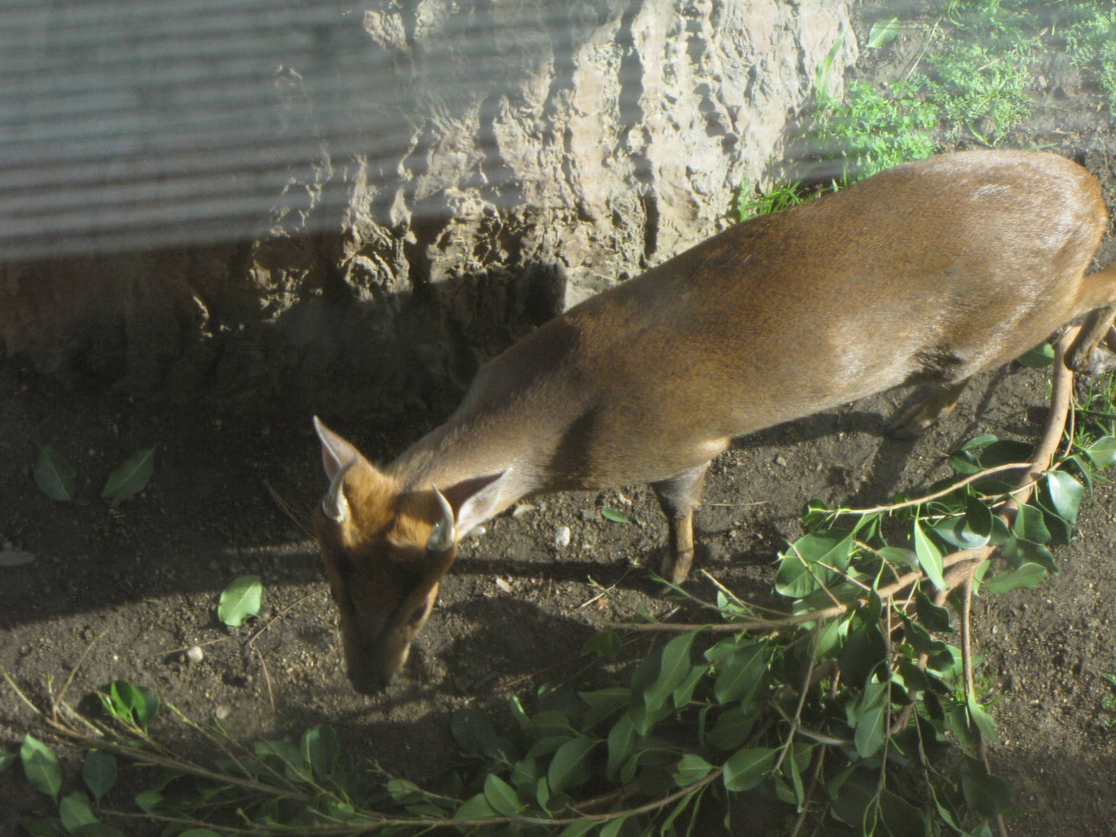 Reeve's Muntjac