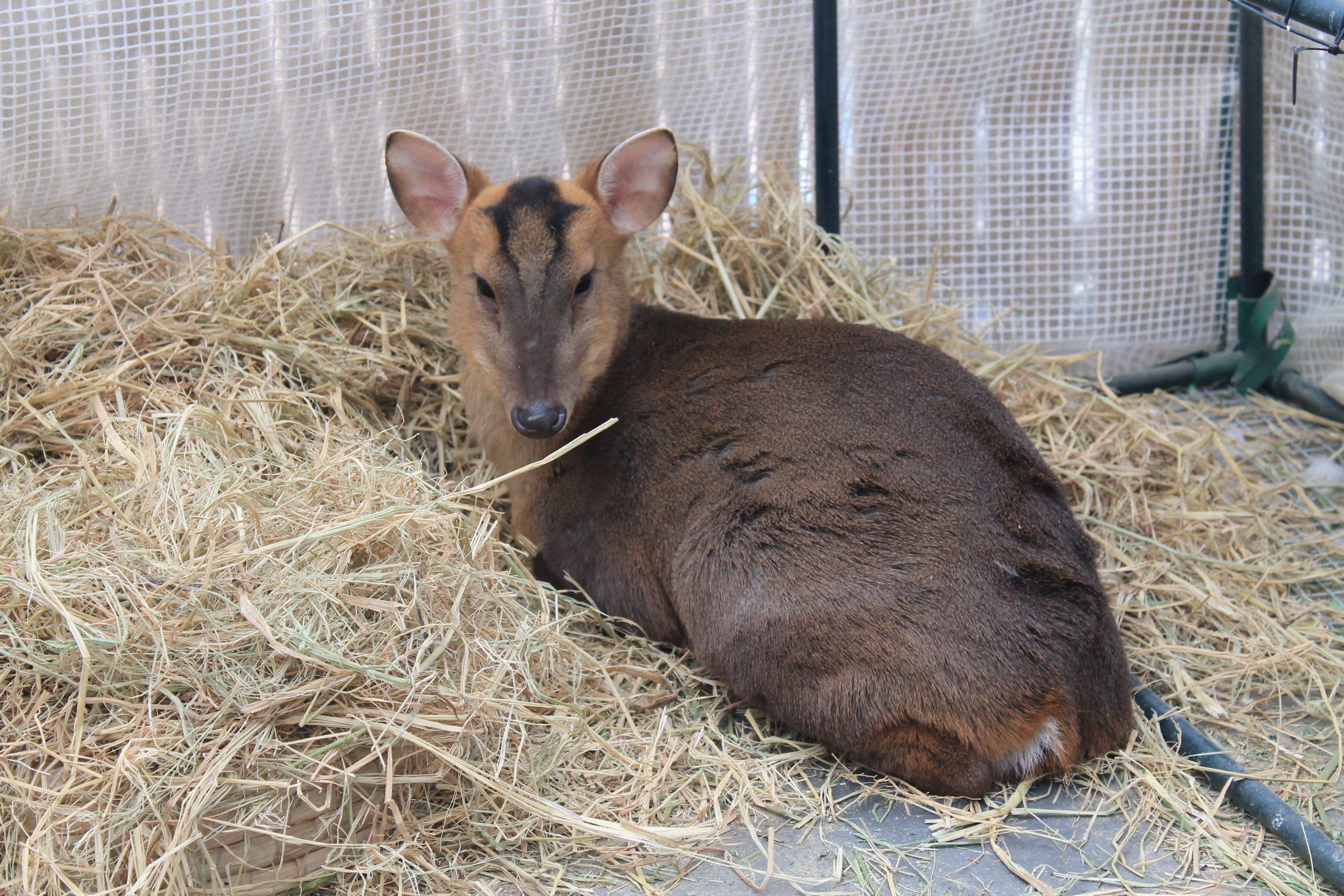 Reeves' Muntjac