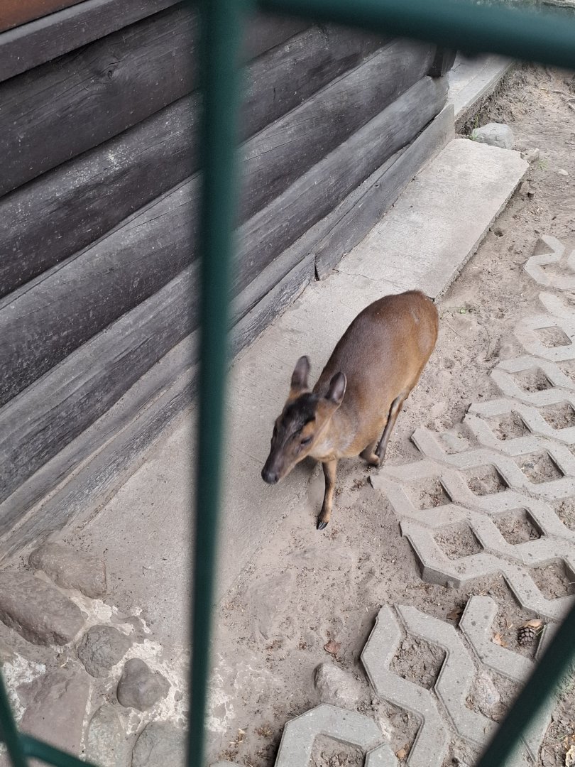 Reeve's Muntjac