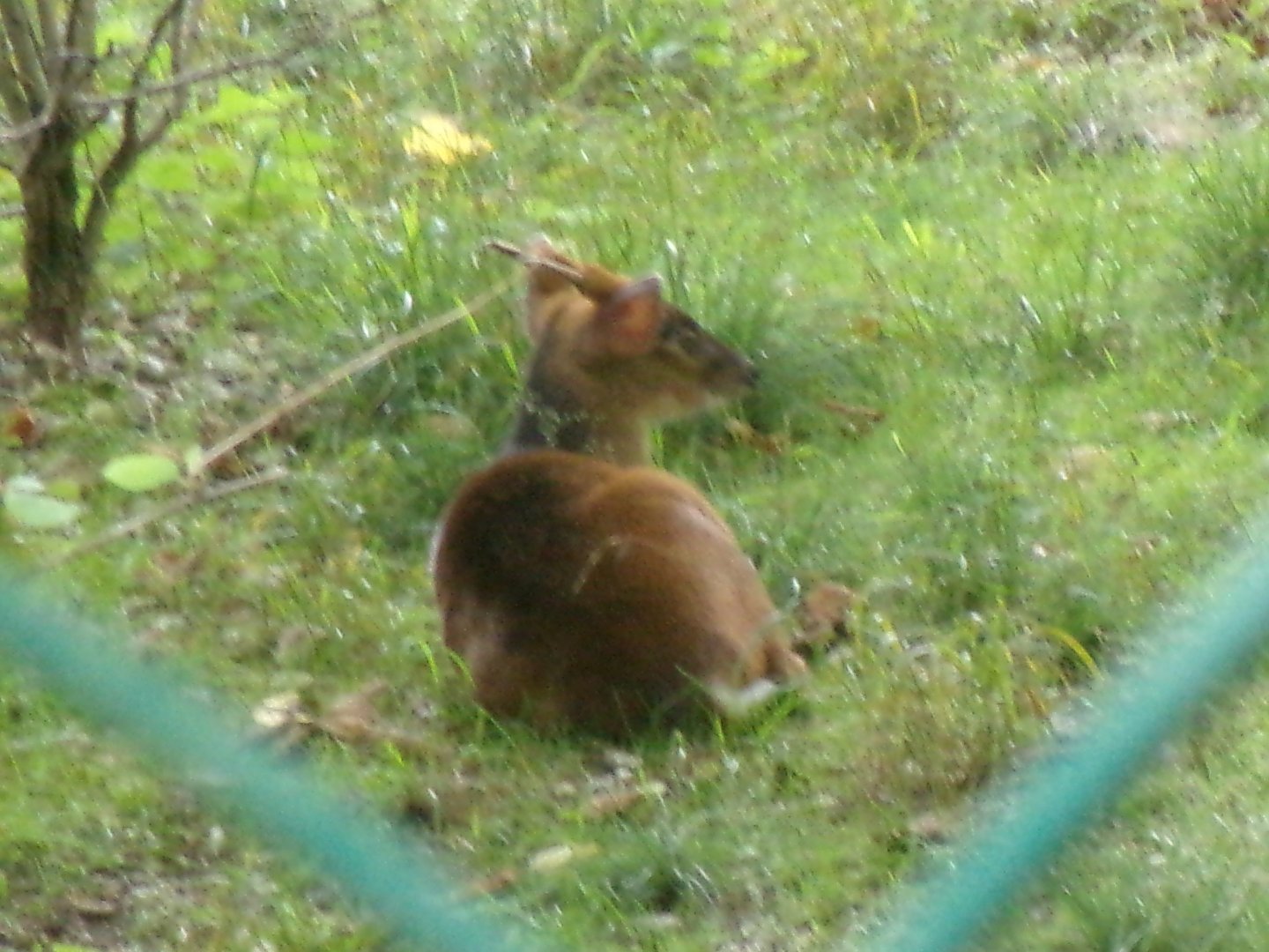 Reeves' muntjac