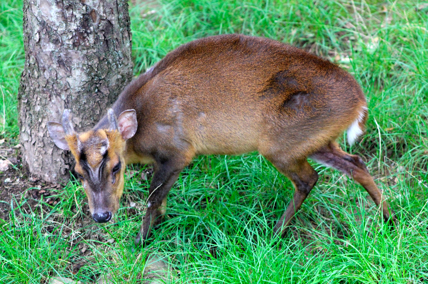 Reeve's Muntjac