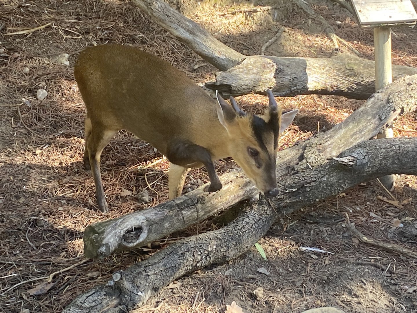 Reeve’s muntjac