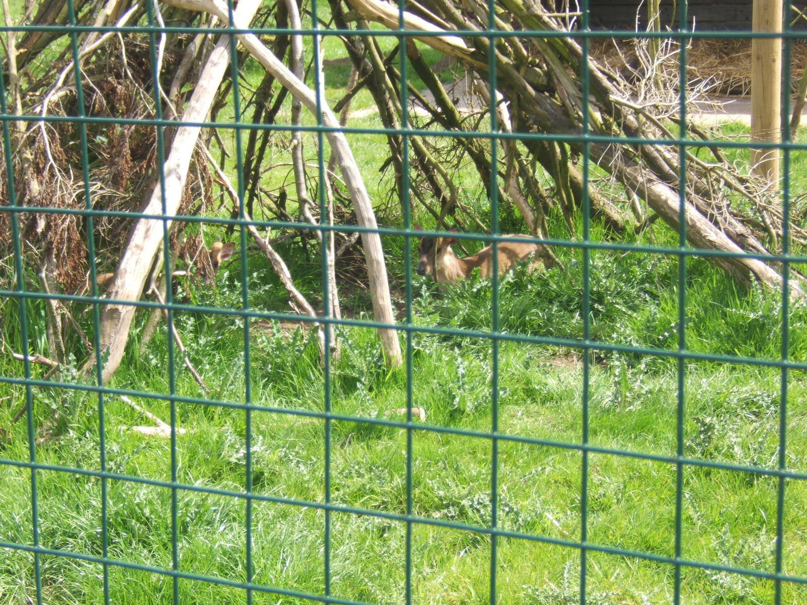 Reeves Muntjac