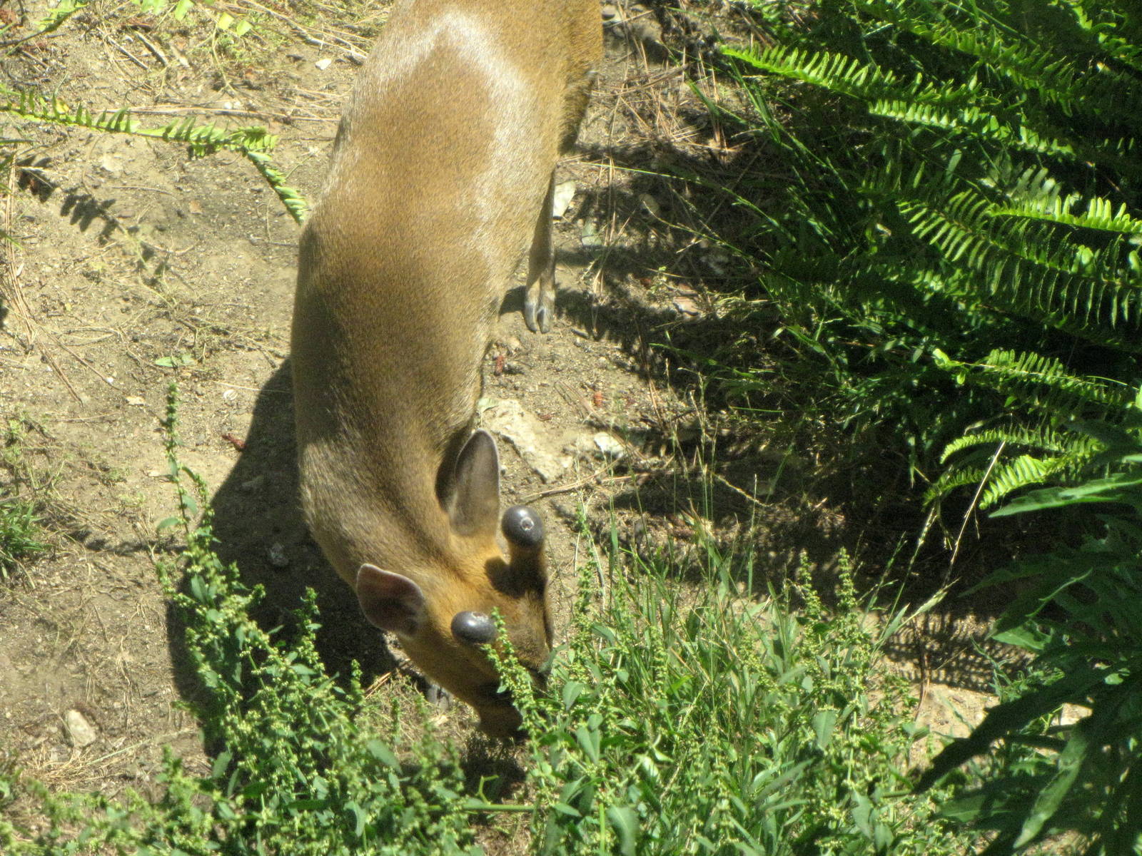 Reeve's Muntjac