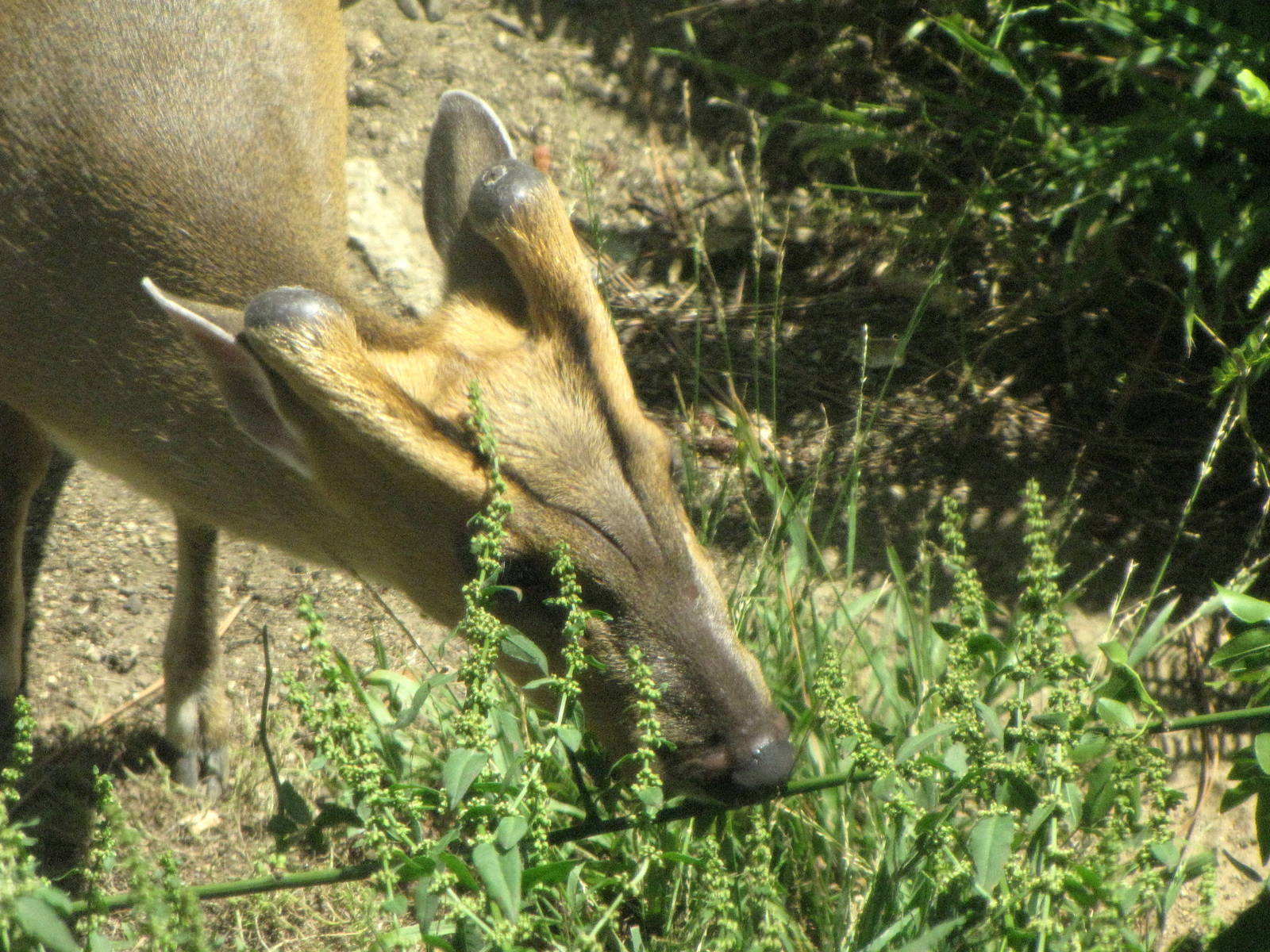Reeve's Muntjac