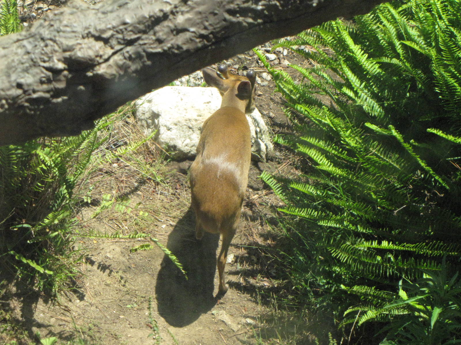 Reeve's Muntjac