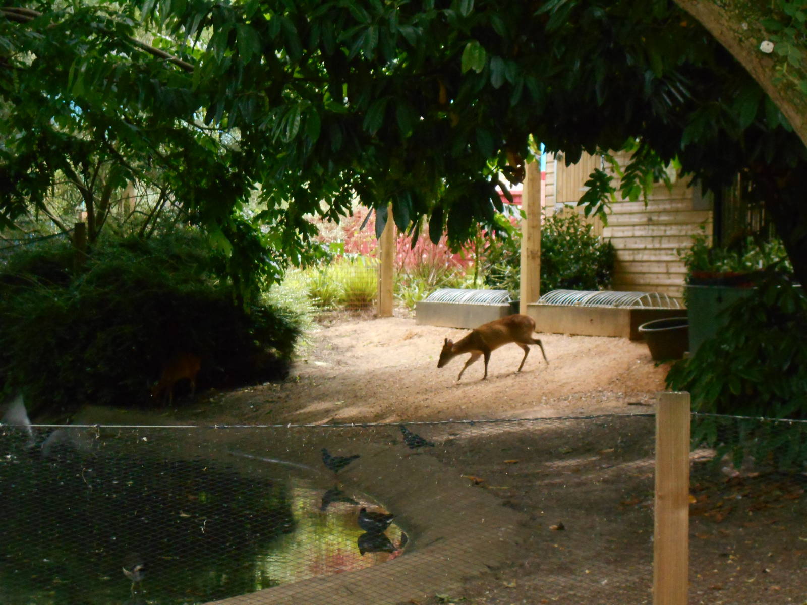 Reeve's Muntjack, 9th July 2016