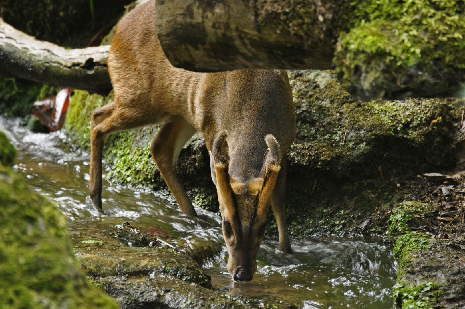 Reeve's Muntjack (Muntiacus reevesi)