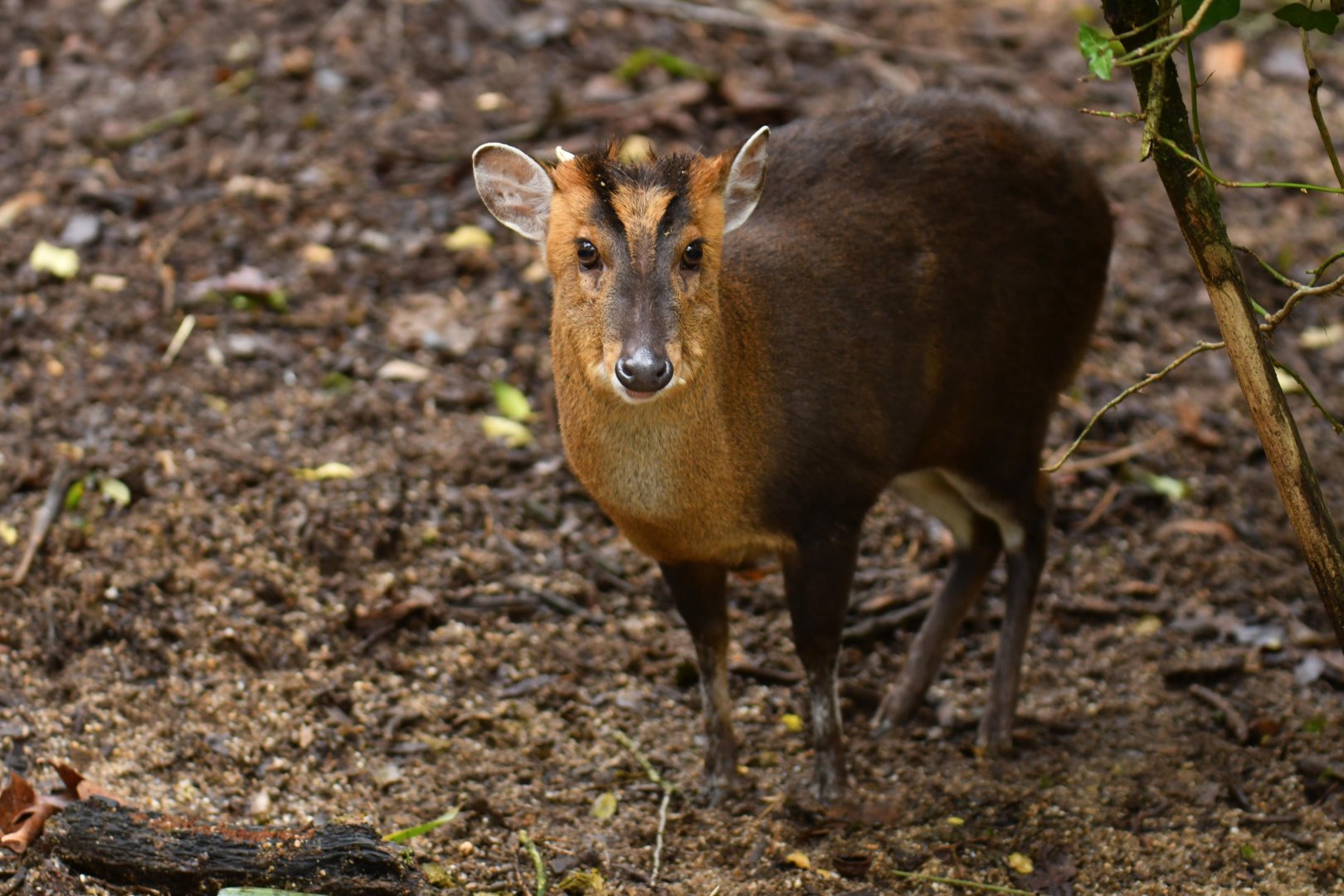 Reeve's Muntjack (Muntiacus reevesi)