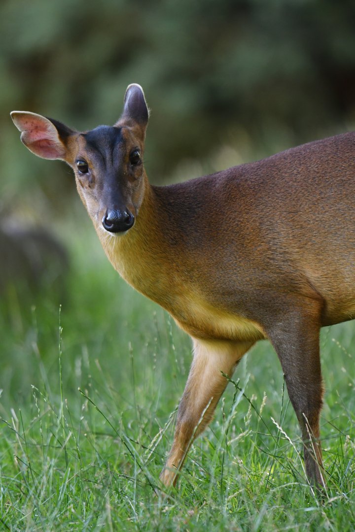 Reeves' muntjack (Muntiacus reevesi)