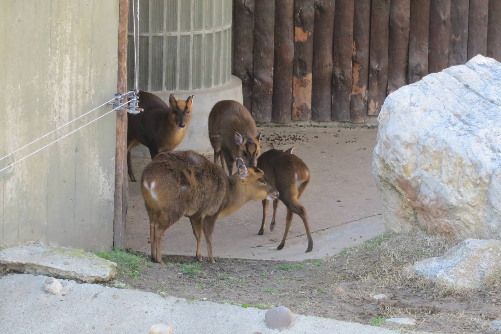 Reeves Muntjacs 150216