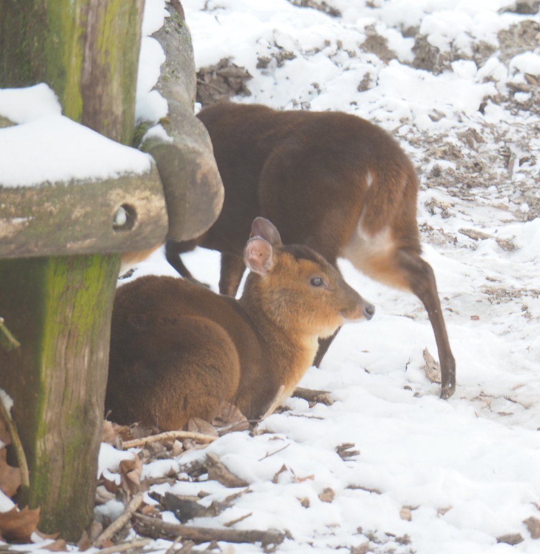 Reeves' muntjacs (Muntiacus reevesi), 2021-02-14