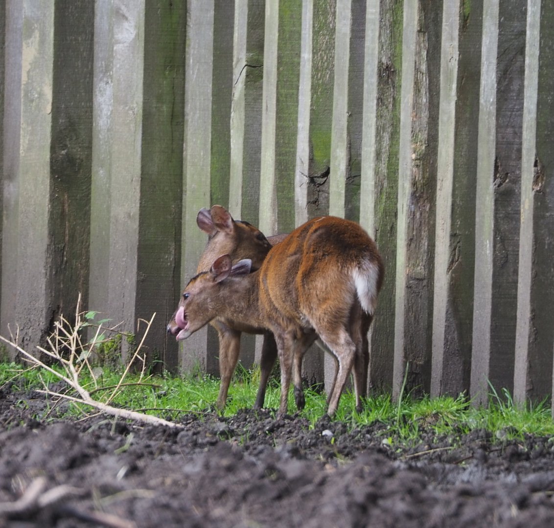 Reeves' muntjacs (Muntiacus reevesi), 2021-07-03