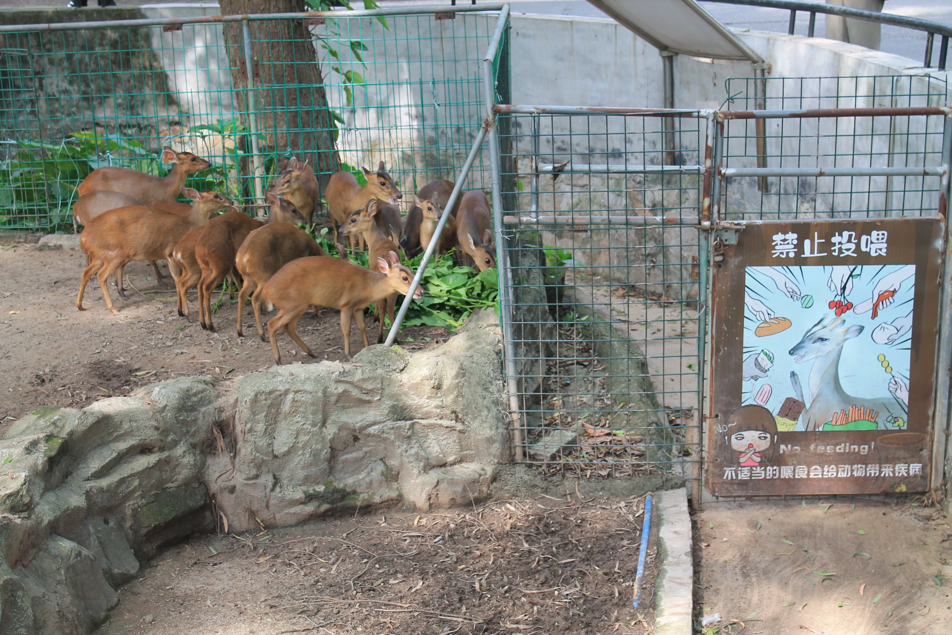 Reeves' Muntjacs (Muntiacus reevesi)