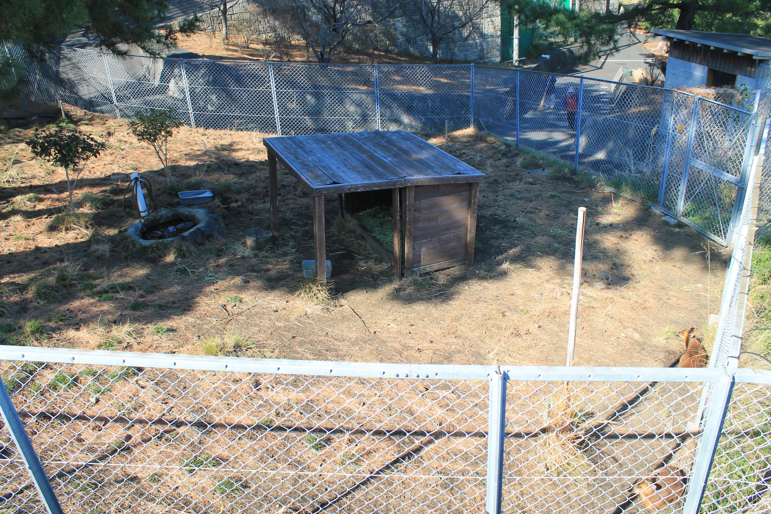 Reeves' Muntjacs - Oshima Park Zoo