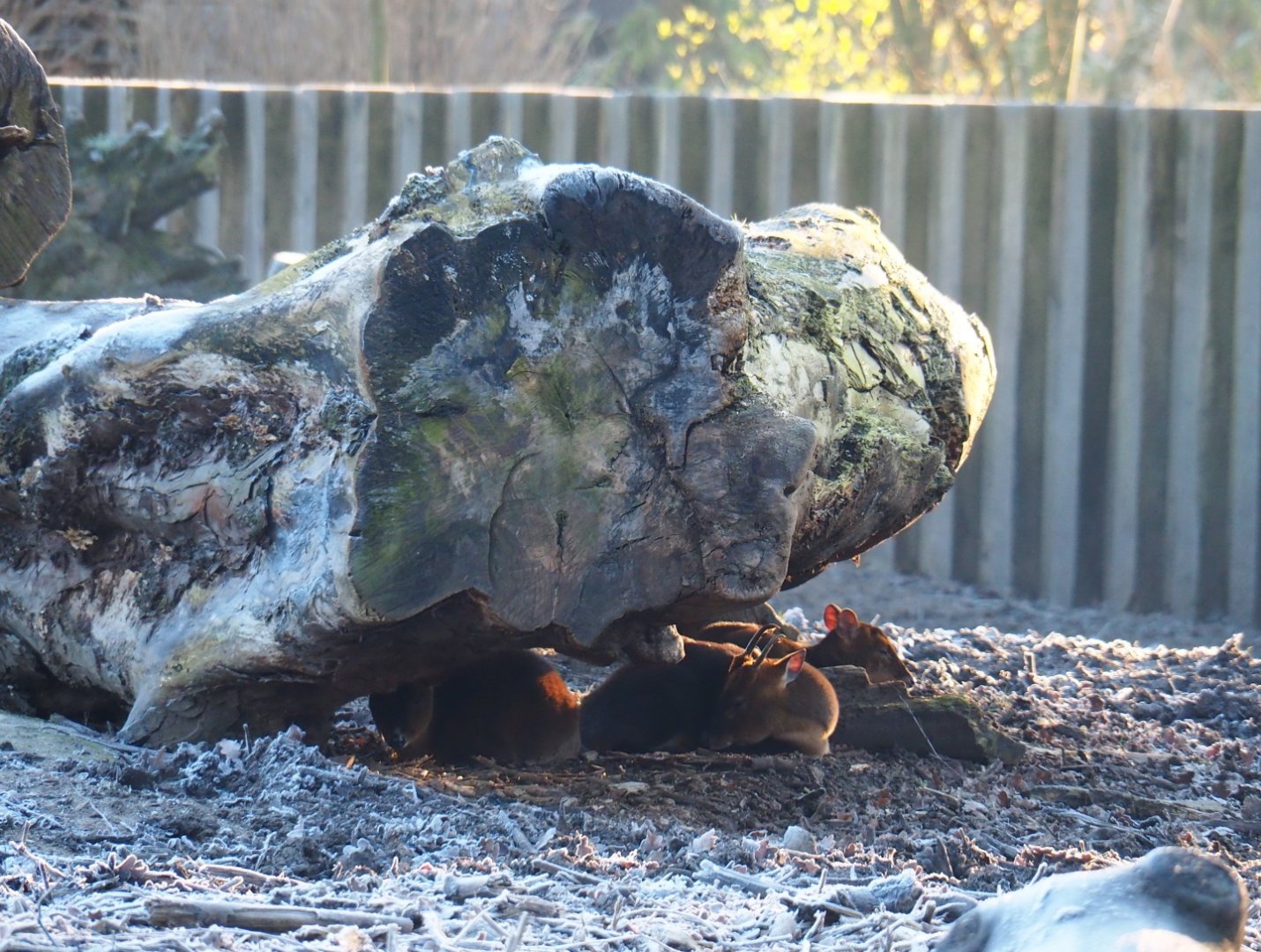 Reeves' muntjacs under big tree trunk (Jan 20th, 2019)