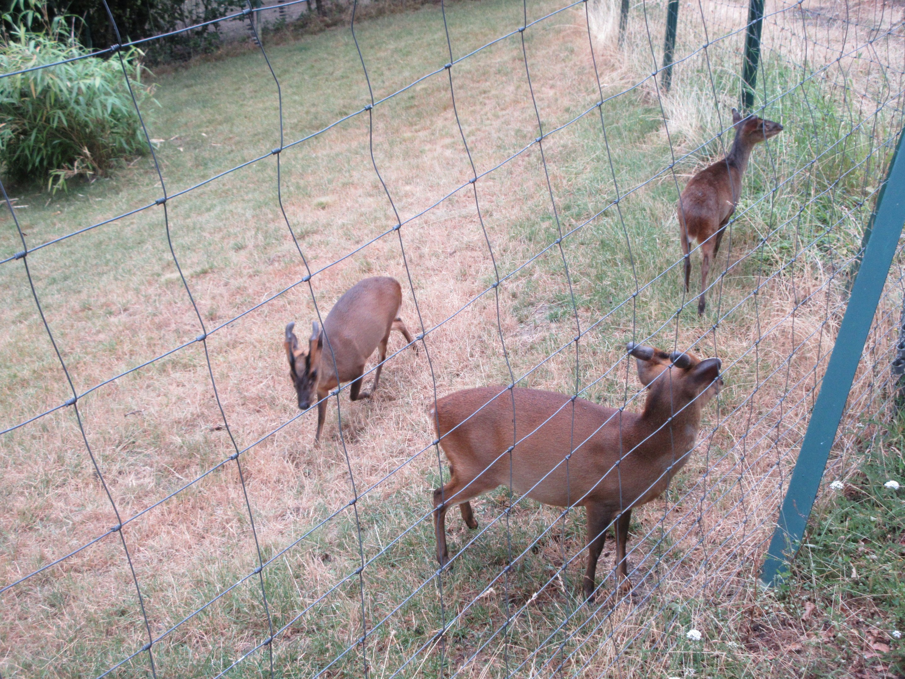Reeves' Muntjacs - waiting to be fed by visitors