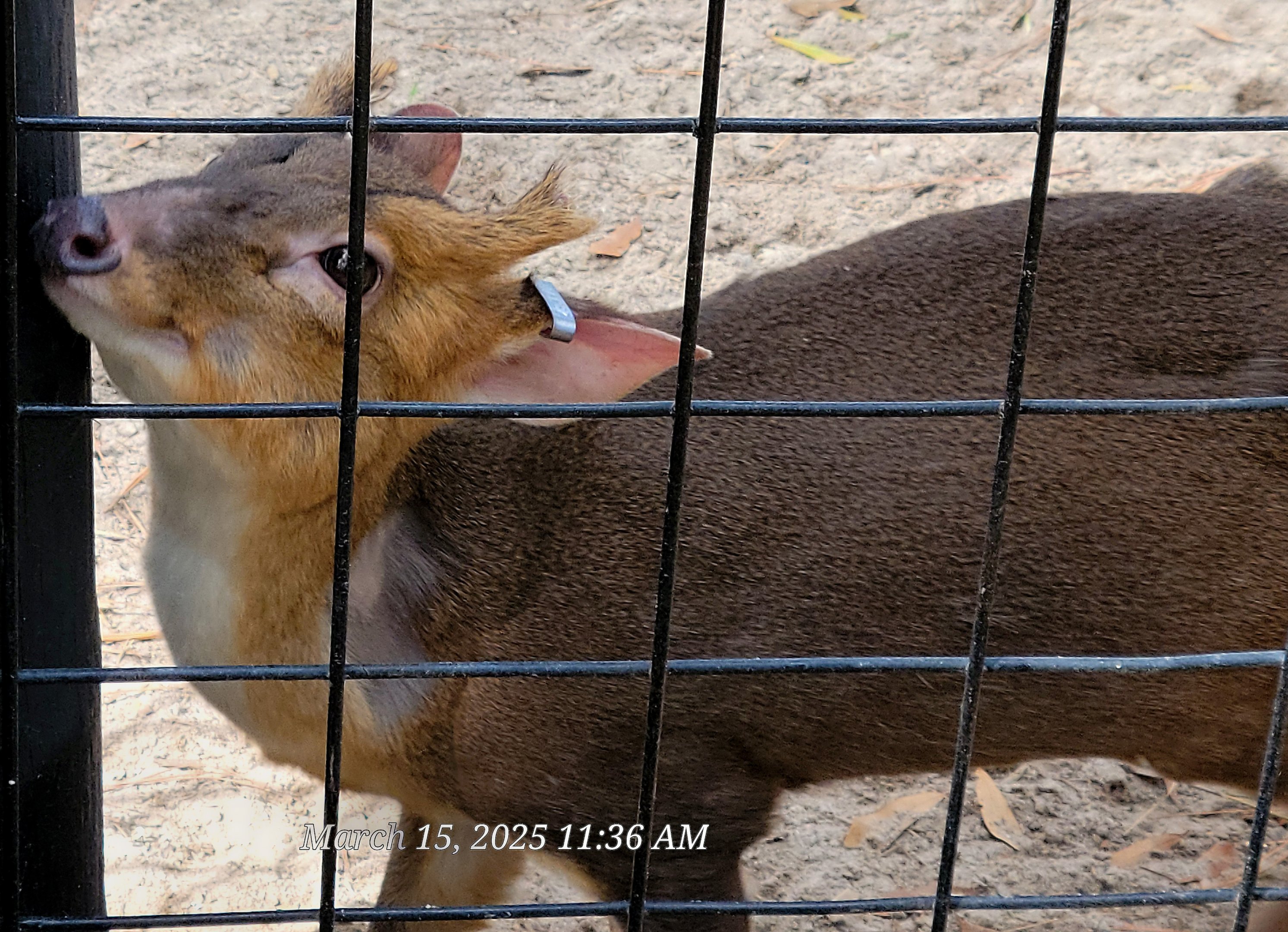 Reeve's Muntjak - Bee City Zoo - March 2025