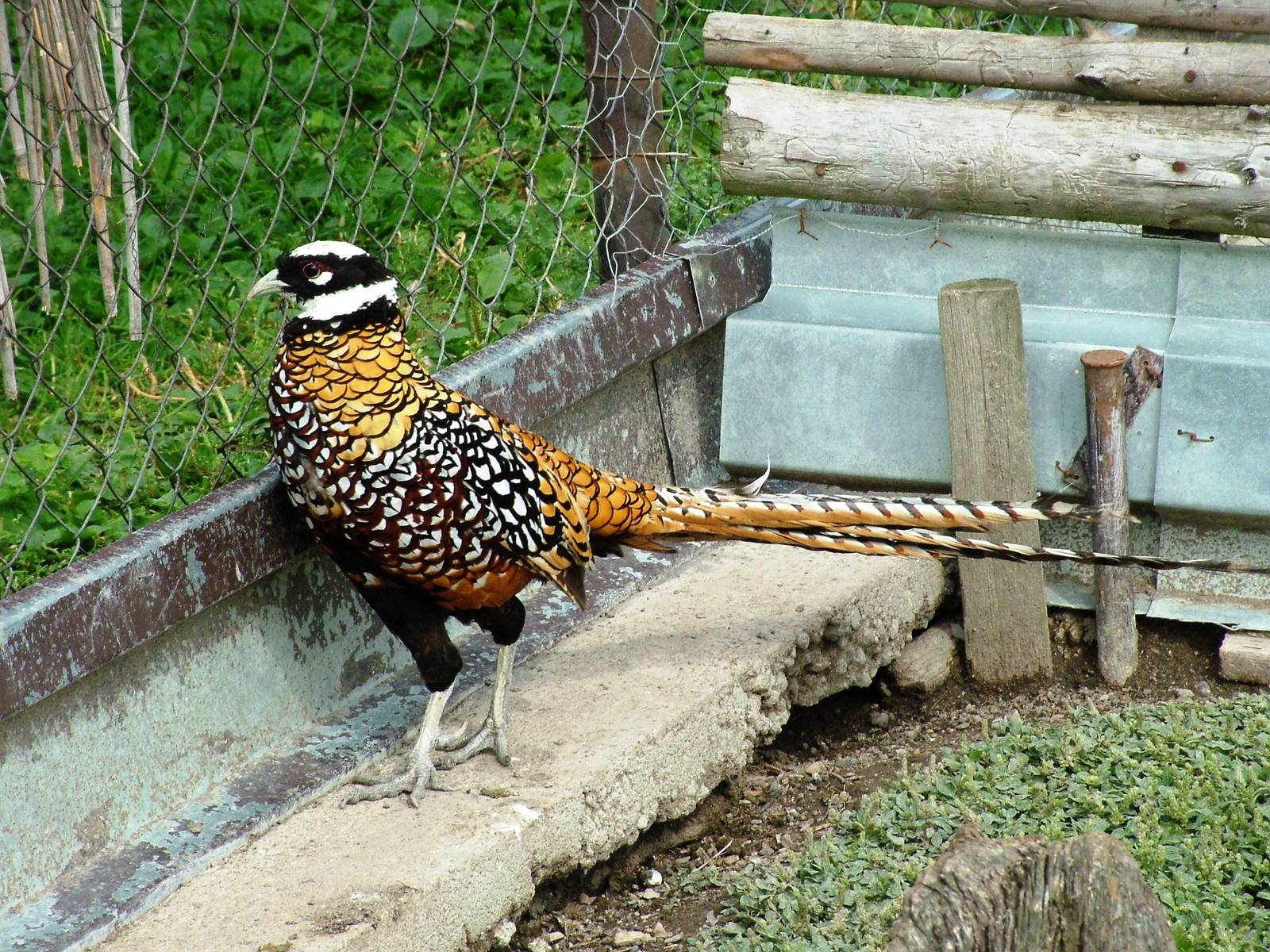 Reeves' Pheasant at Autocentrum Boura (Dymokury), 26/08/12