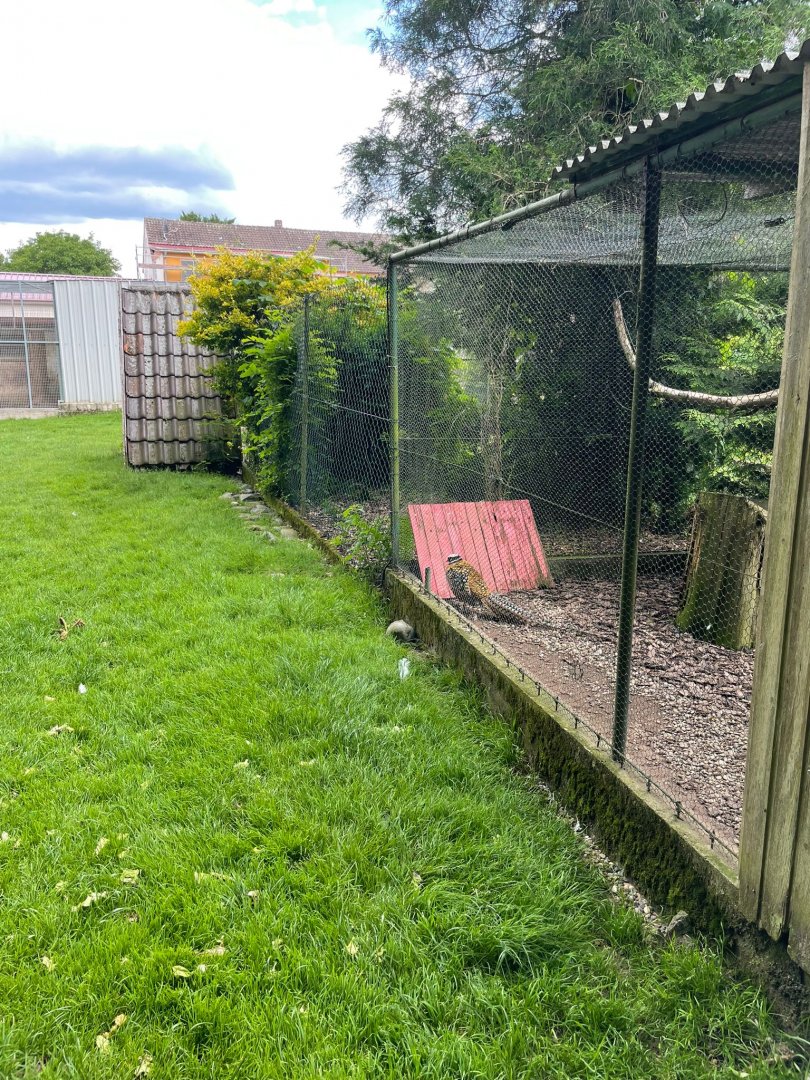 Reeves Pheasant Aviary