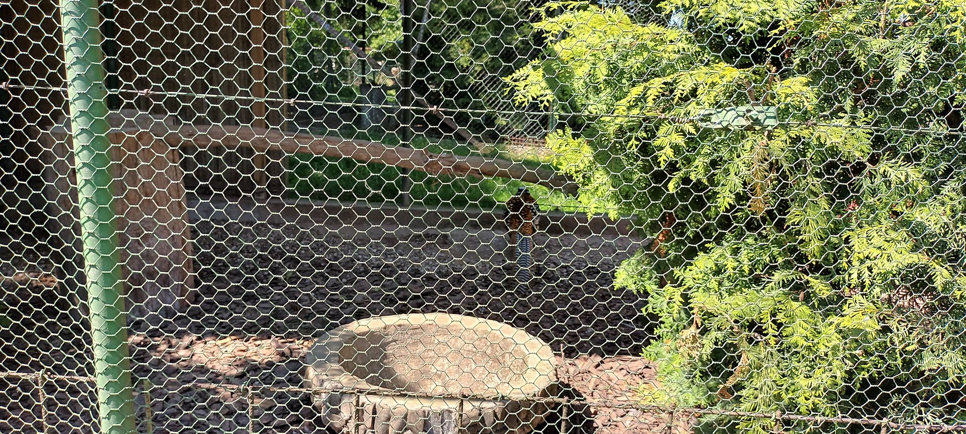Reeves Pheasant Aviary