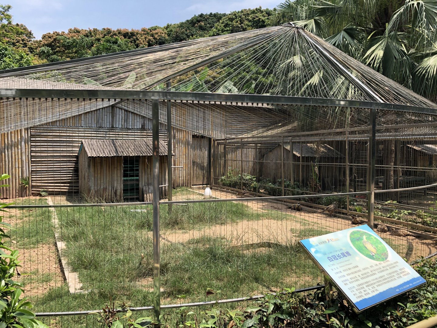 Reeve’s Pheasant Exhibit