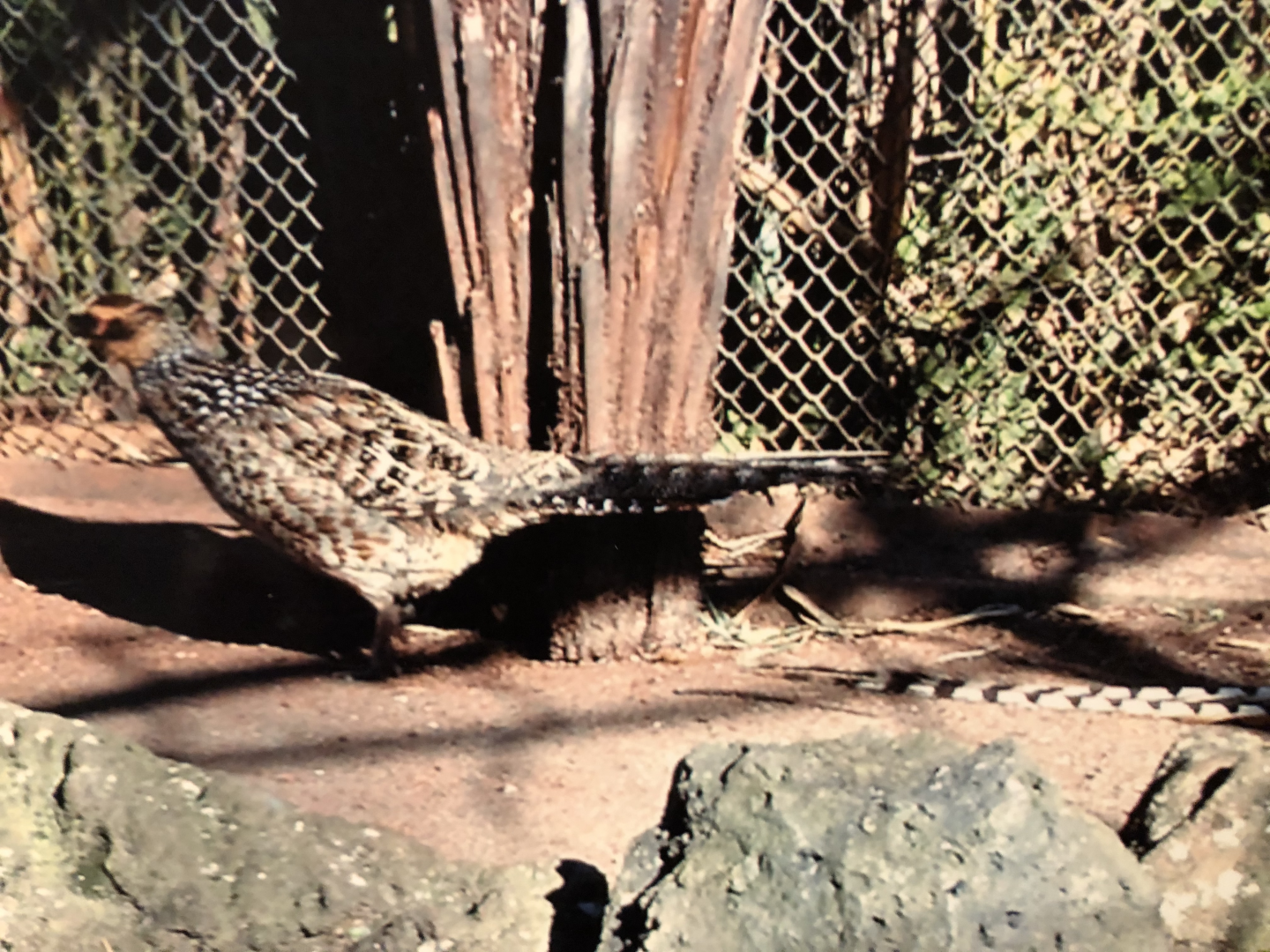 Reeves Pheasant, female
