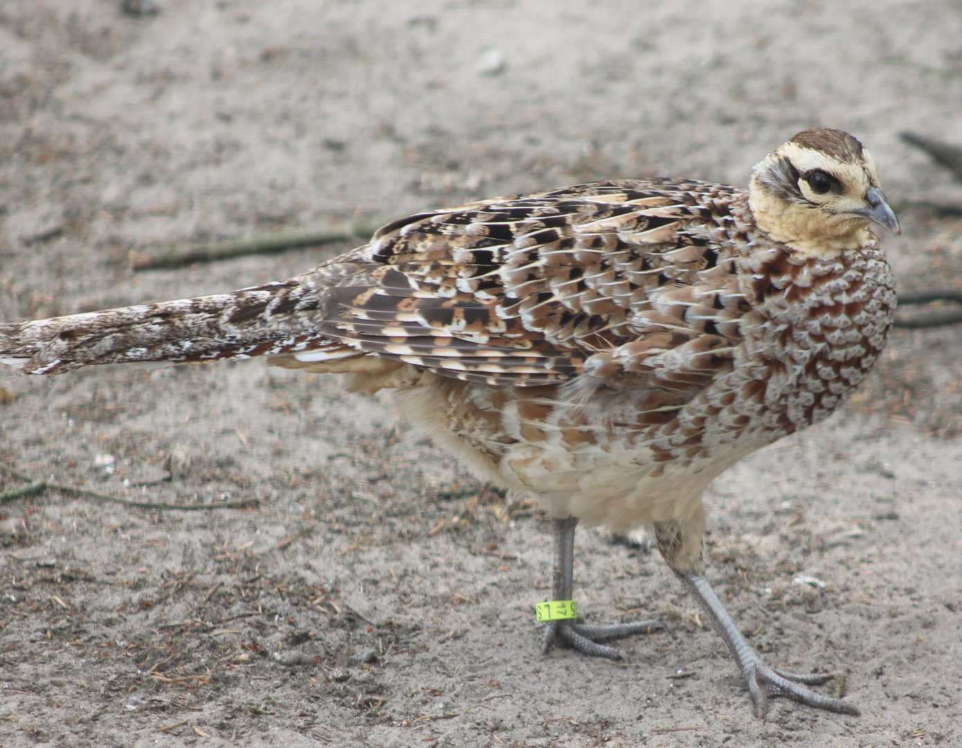 Reeve's pheasant - hen