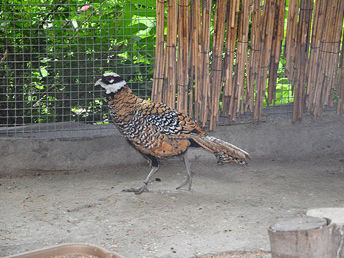 Reeve's Pheasant in Kishinev Zoo