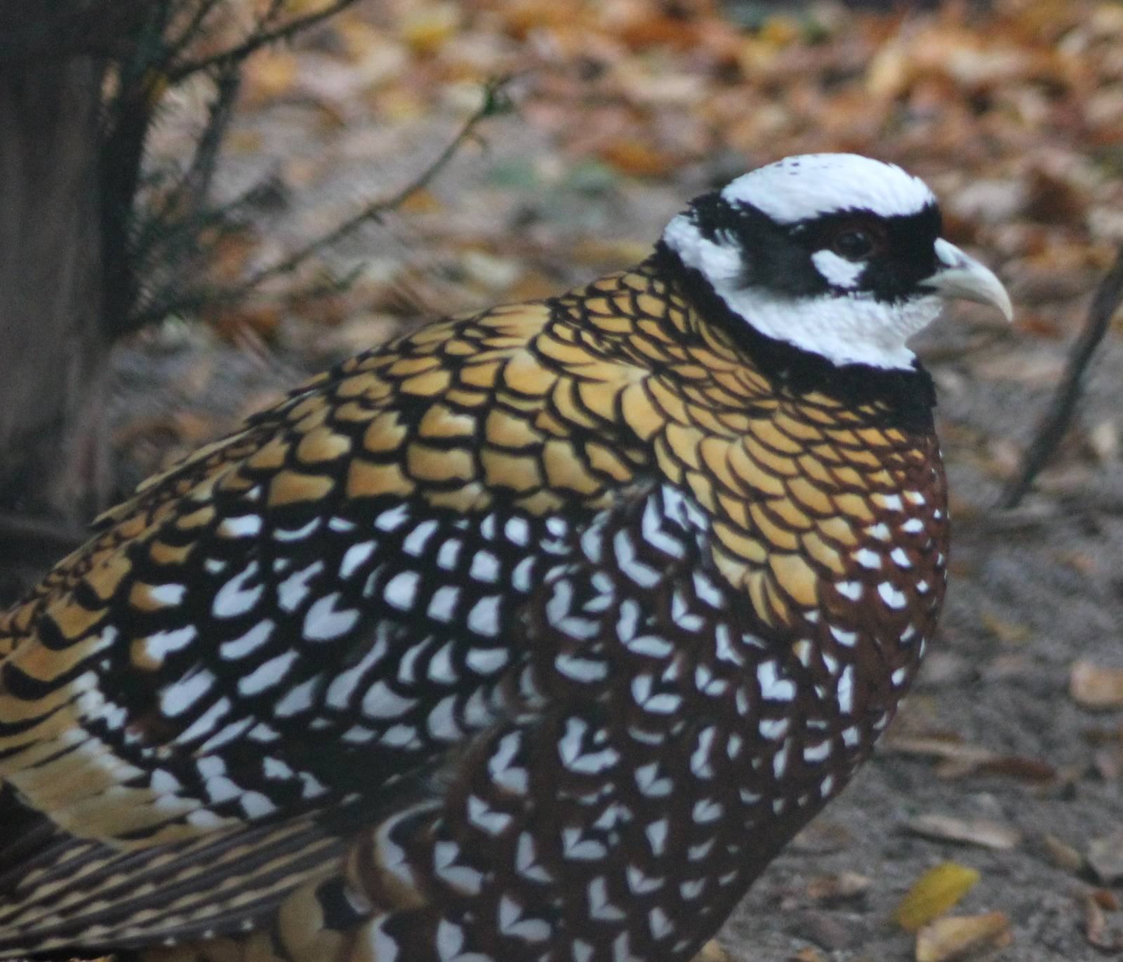 reeves pheasant male