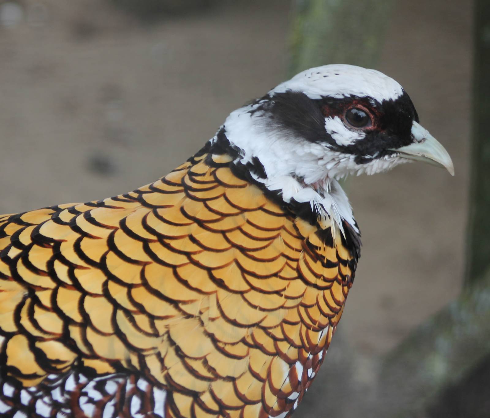 Reeve's pheasant male