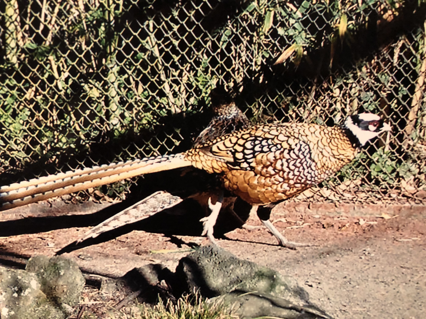 Reeve's Pheasant, male
