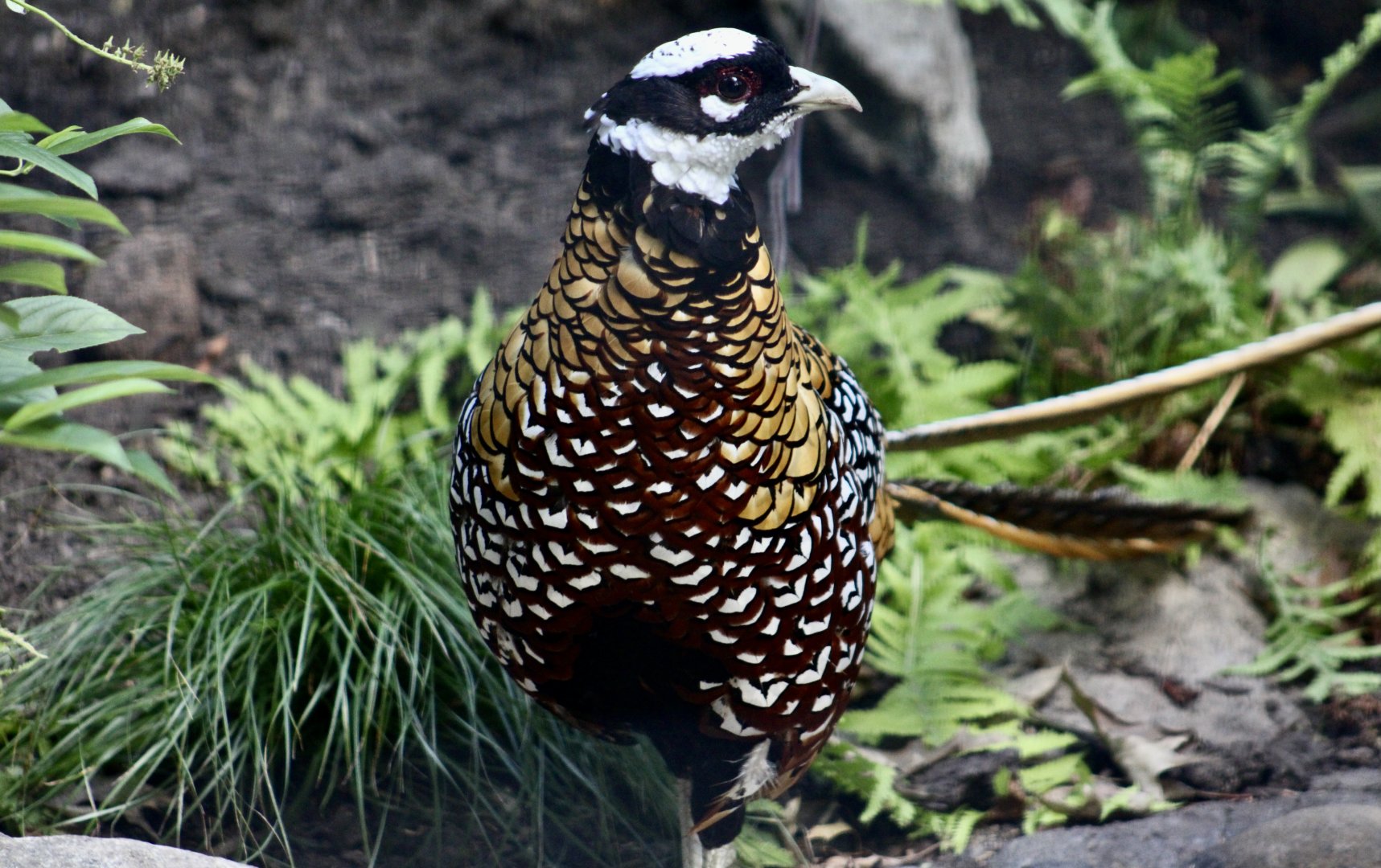 Reeves' Pheasant (Syrmaticus reevesii) male