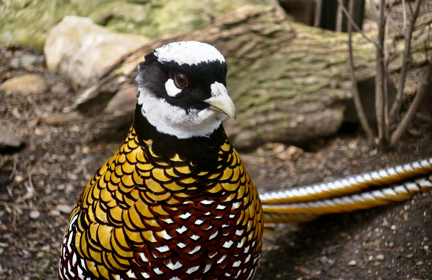 Reeves' Pheasant (Syrmaticus reevesii) male