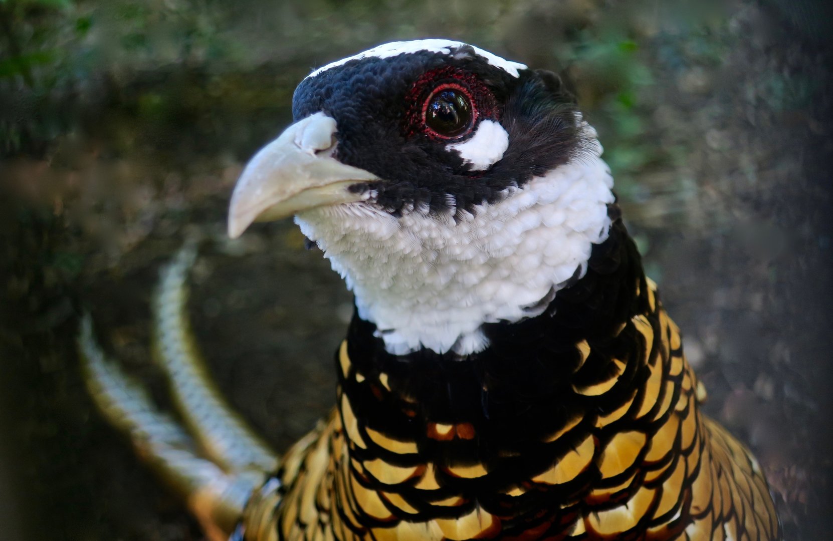 Reeves' Pheasant (Syrmaticus reevesii)