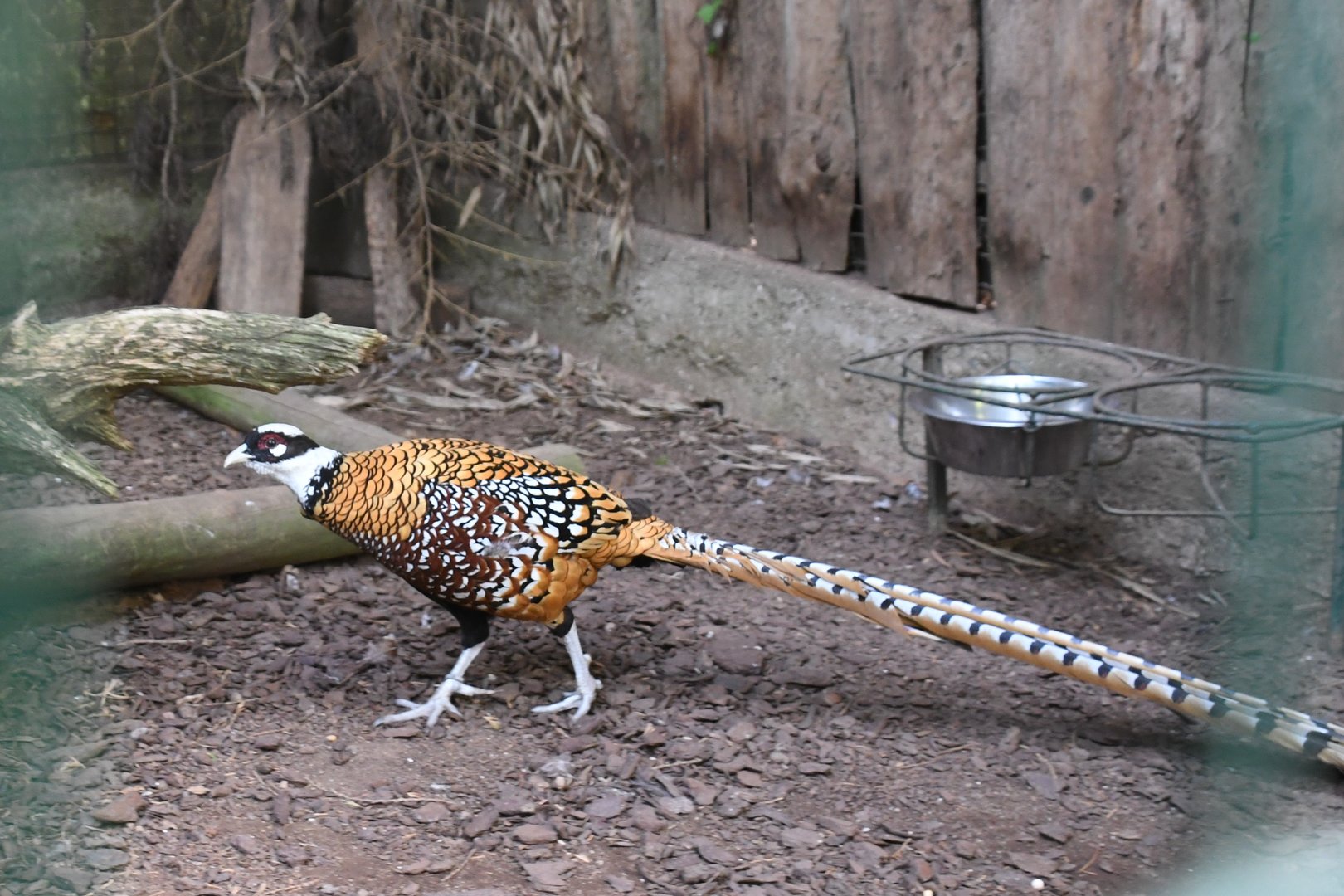 Reeves' Pheasant (Zoo Lourosa)