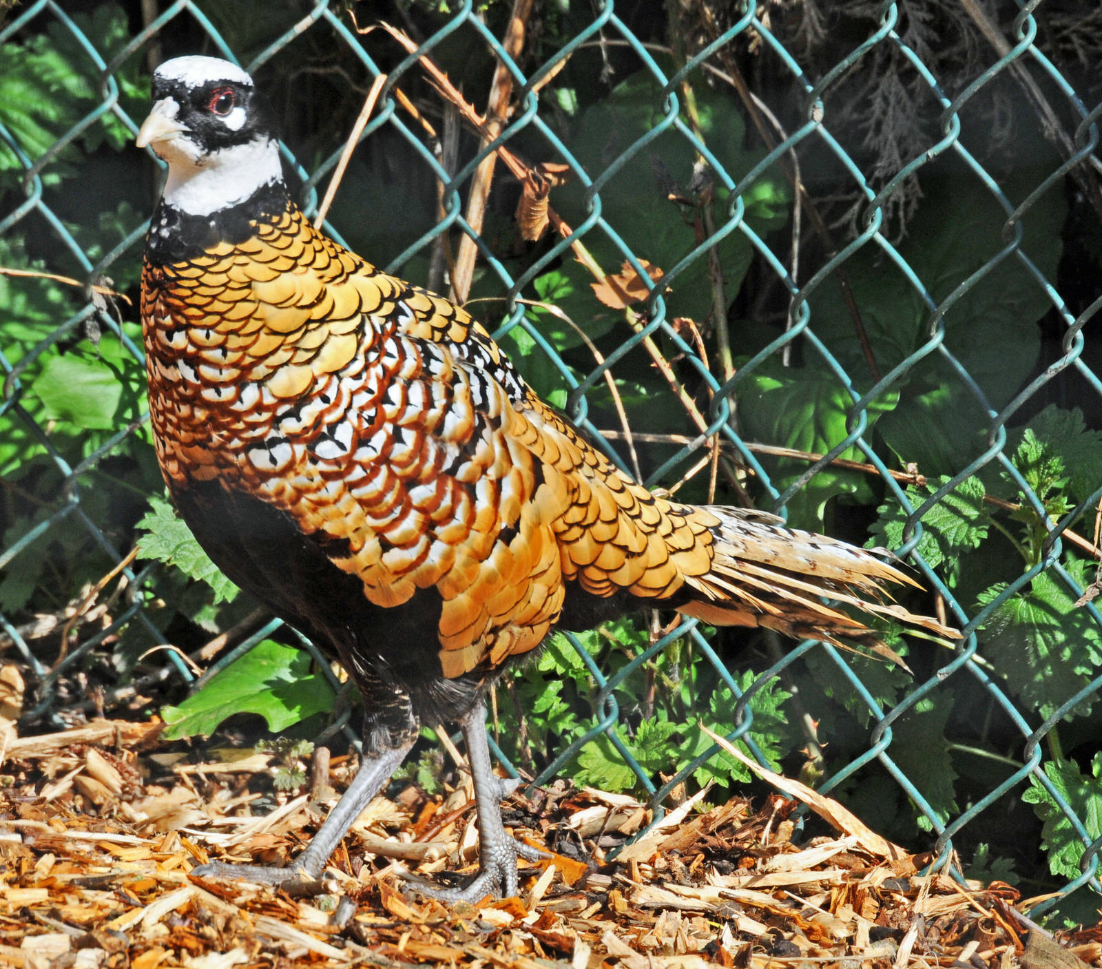 REEVES PHEASANT