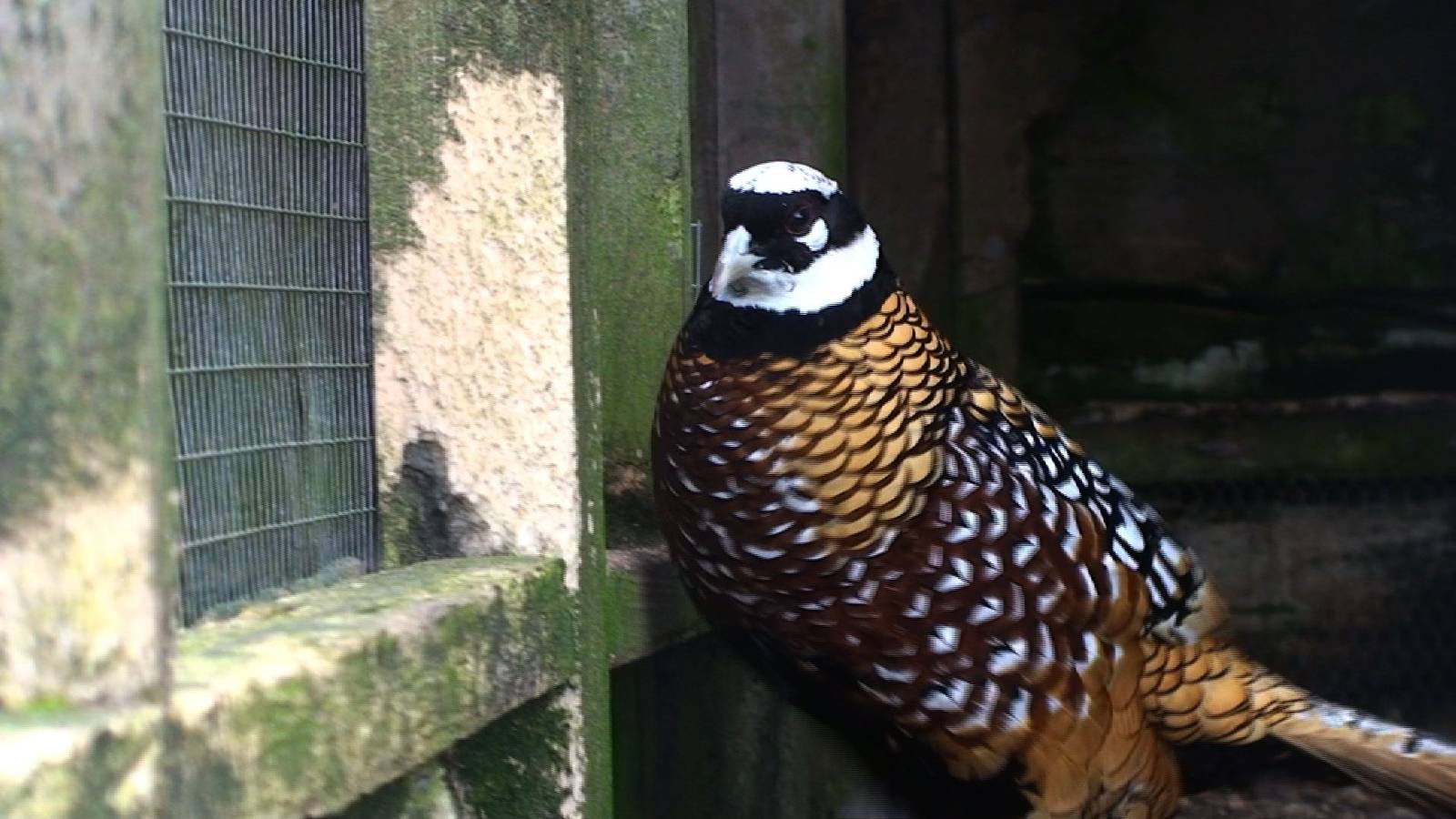 Reeve's pheasant